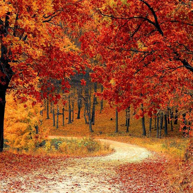 Hoe organiseer je een sfeervol herfstdiner in de buitenlucht?